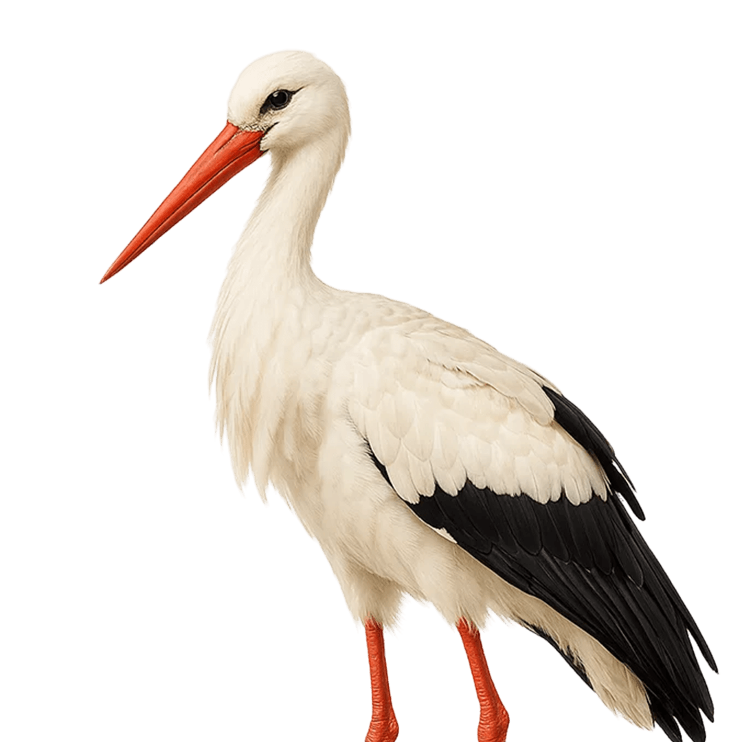 The talking stork at Zwin Nature Park